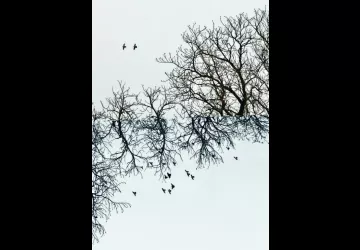 Exposition de photos de Agathe Ferrandez_Marennes-Hiers-Brouage