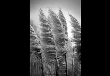 Exposition de photos de Agathe Ferrandez_Marennes-Hiers-Brouage