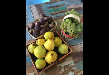 Fruits du jardin
