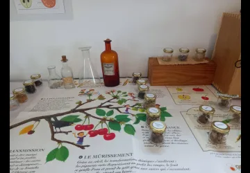 Botanic game_Le Château-d'Oléron