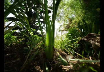 Visite du jardin de Terre d'Eveils