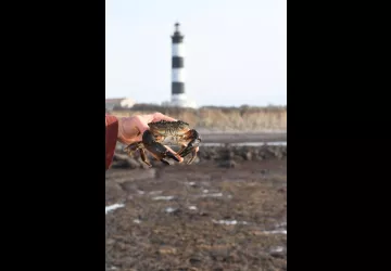Découverte de la Biodiversité de l'estran rocheux