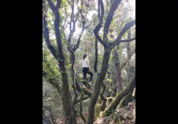 grimpe arbre 