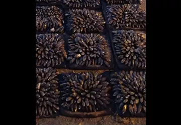 eclade de moules