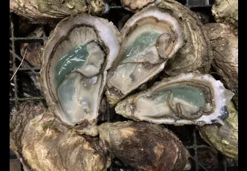 Huîtres Massé_Dolus-d'Oléron