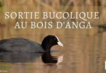 Balade bucolique au Bois d'Anga_Dolus-d'Oléron