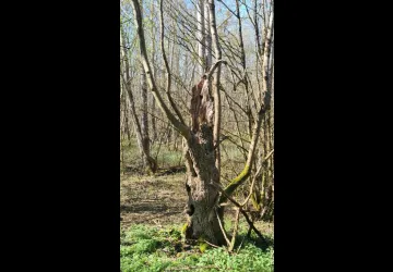 Les arbres morts, un monde bien vivant_Saint-Trojan-les-Bains