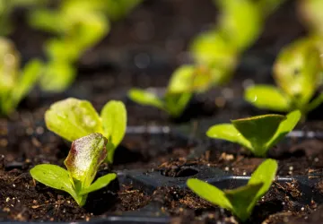 Visite et atelier aux jardins de l'APO_Saint-Trojan-les-Bains