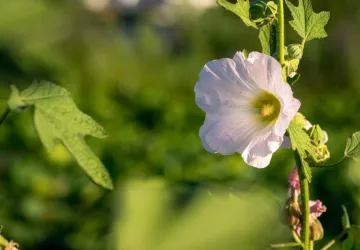 Visite et atelier au jardin de l'APO_Saint-Trojan-les-Bains