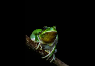 Les zones humides dans les cycles de l'eau