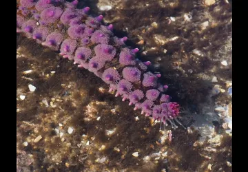 Découverte de la Biodiversité de l'estran rocheux à la pointe de Chassiron