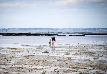 Exposition - Pêche à pied_Saint-Trojan-les-Bains