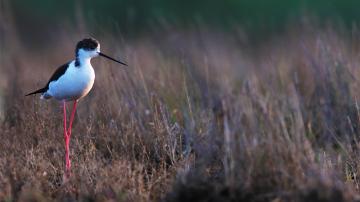 Echasse blanche dans les marais de l'île d'Oléron
